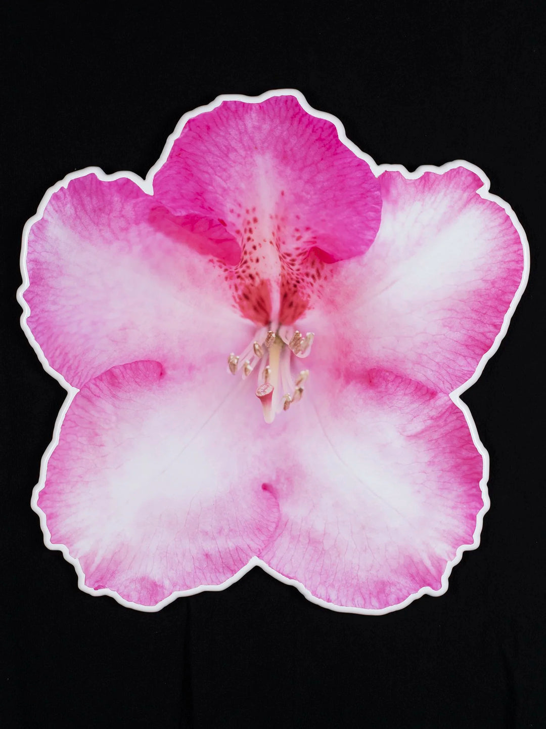 Floral photo sculpture wall art by Rory Fink – bloom-inspired shaped piece