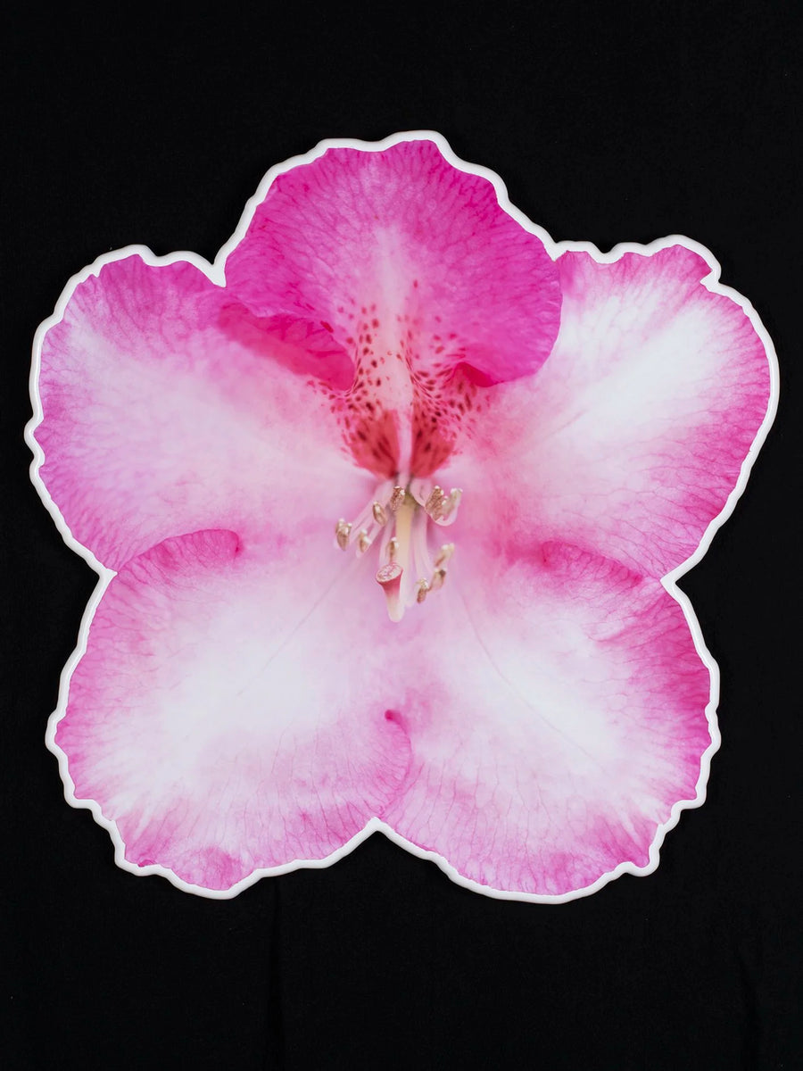 Floral photo sculpture wall art by Rory Fink – bloom-inspired shaped piece