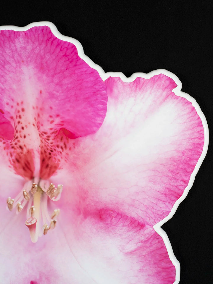 Floral photo sculpture wall art by Rory Fink – bloom-inspired shaped piece detailed closeup 2