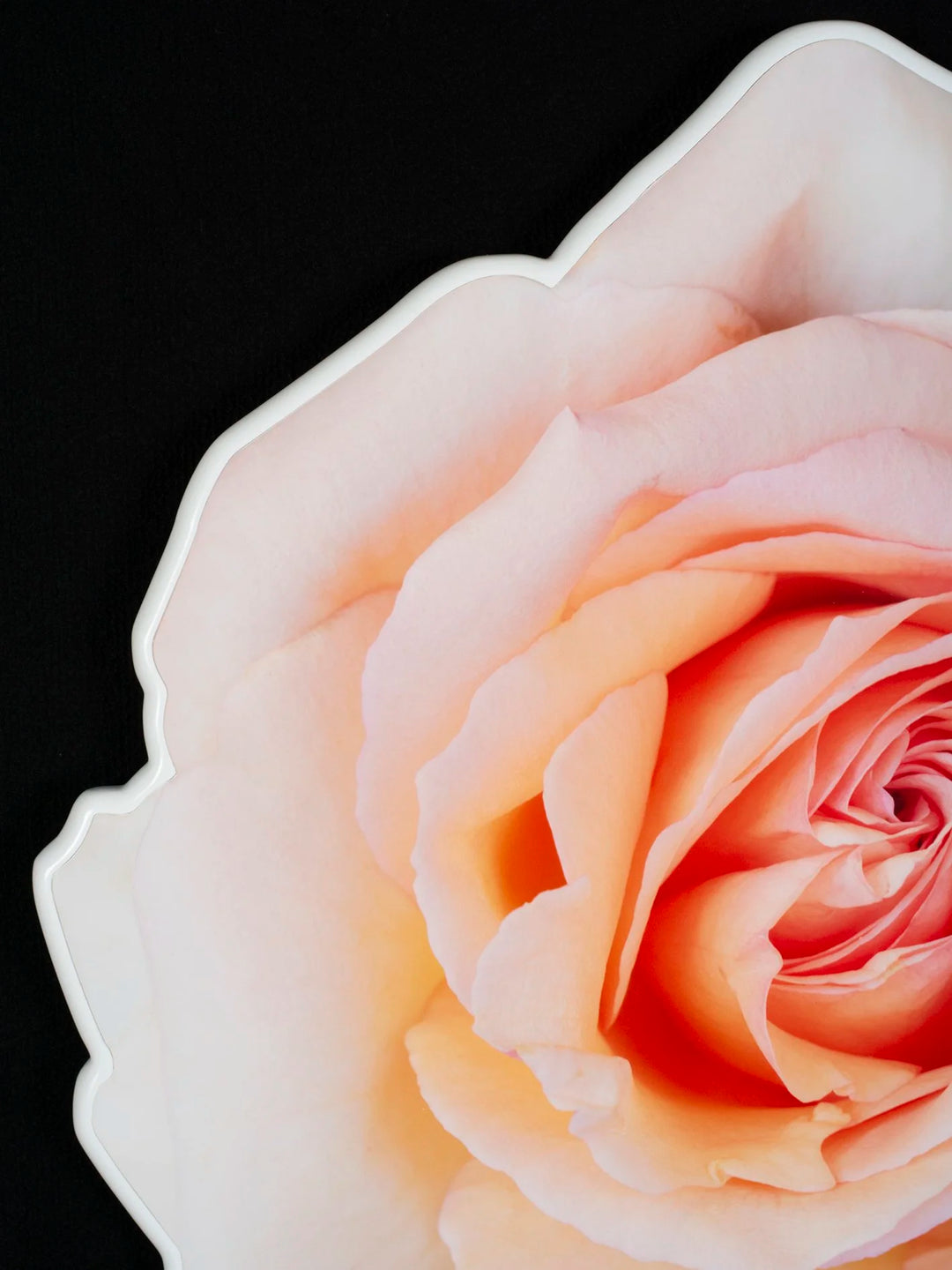 Floral rose photo sculpture wall art by Rory Fink – bloom-inspired shaped close up detail 2