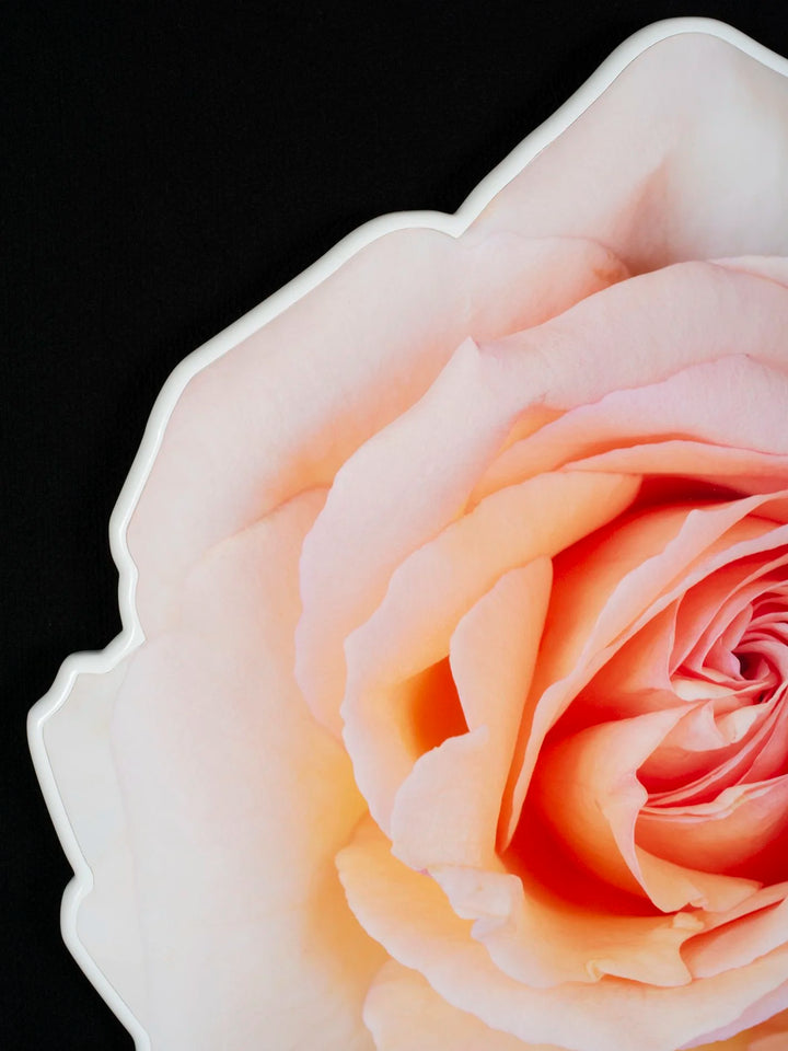 Floral rose photo sculpture wall art by Rory Fink – bloom-inspired shaped close up detail 2